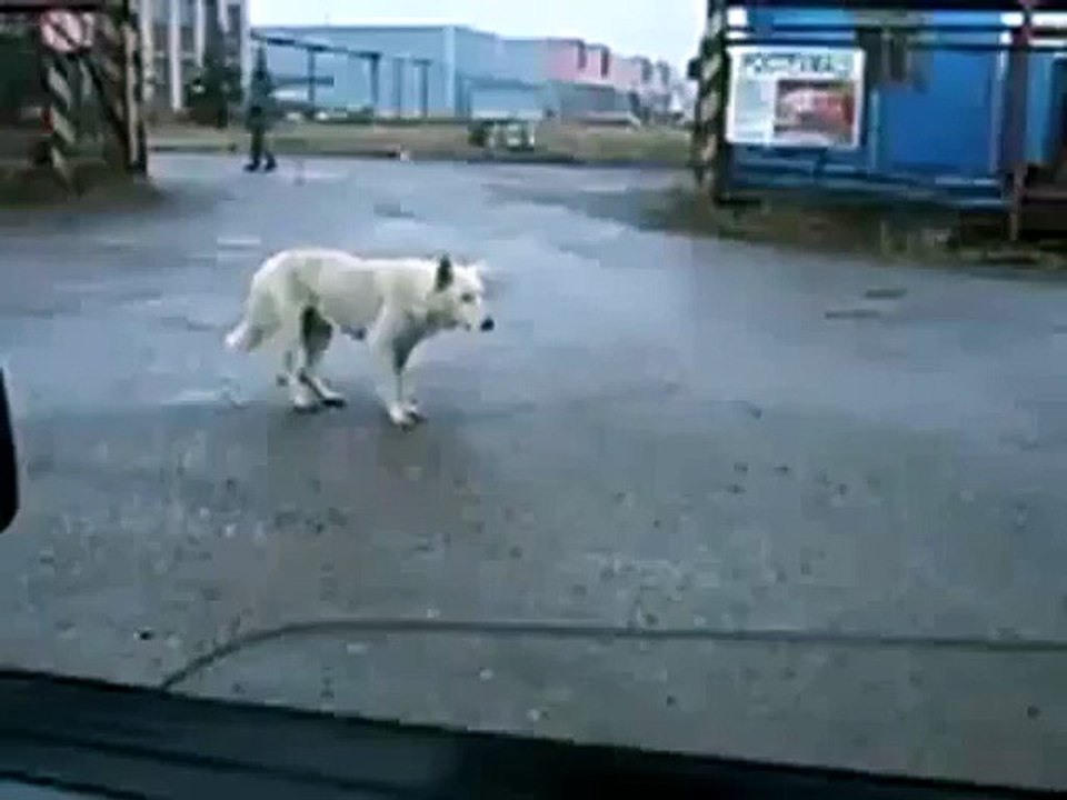 Dog dancing on beat