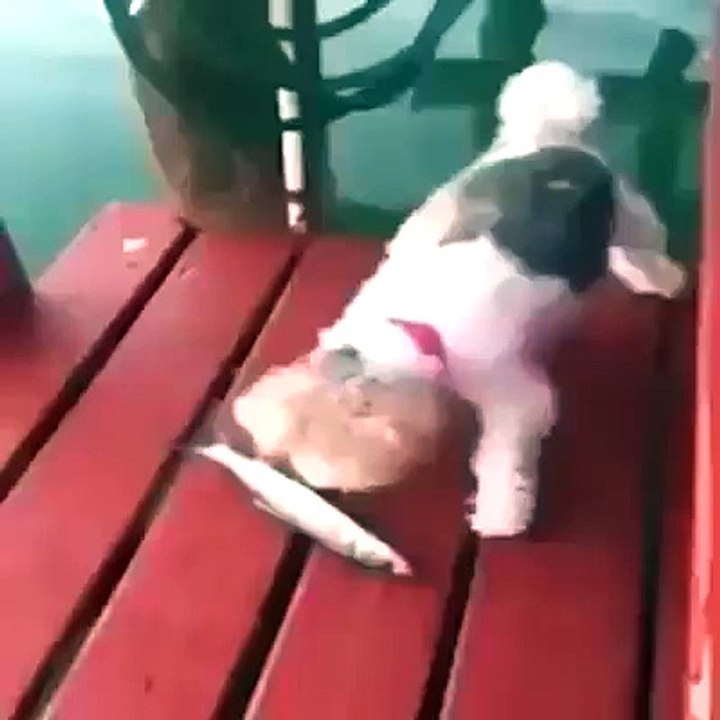 Perro vs pez