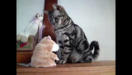 Говорящий хомяк и кот)))