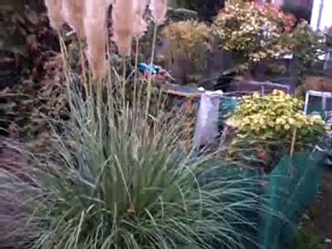 Le combat de poules pour un morceau de jambon