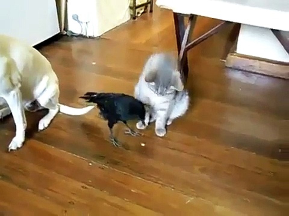 Дружба кота, собаки и вороны