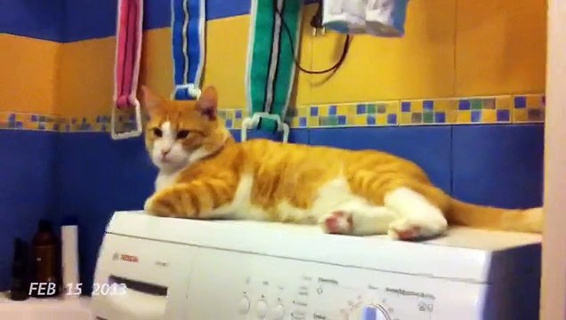 Жизнь Пи, то есть Пу. Кота, друга и почти человека.