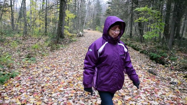 ballade dans le bois