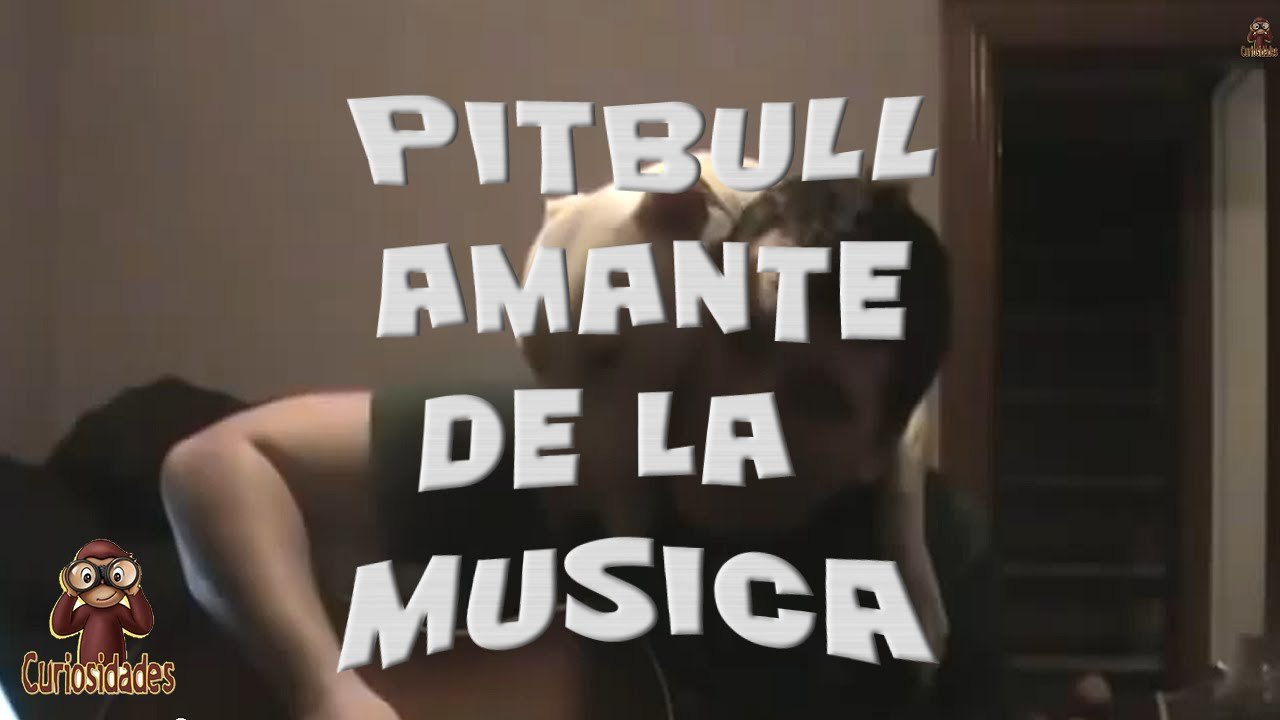 PITBULL AMANTE DE LA MUSICA