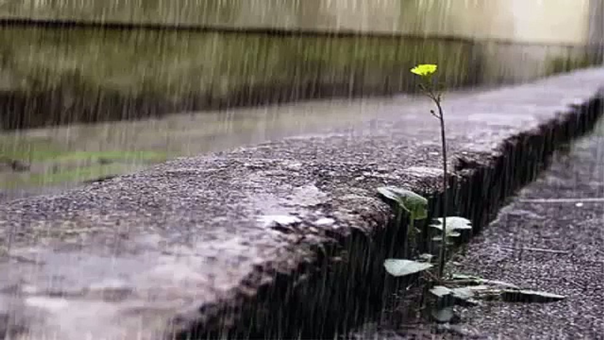 Relaxing Music - Massage Music - Spa Music - Soothing Music - Calming Music - Relaxation - ( rain )
