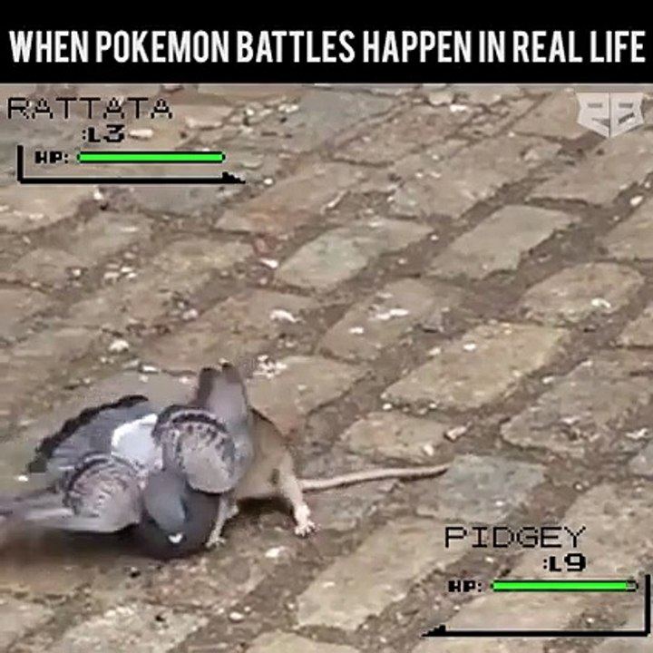 Olha Esse Rato Pegando o Pombo