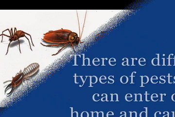 Significance of New York Pest Control Services
