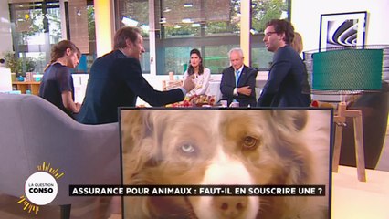 Assurance pour animaux : faut-il en souscrire une ?