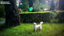Ballons contre les chiens. Chiens drôles éclater des ballons