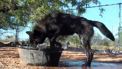 Loup joue avec un Doberman et le chien de l'Egypte dans l'Autruche de boue