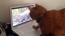 La réalité virtuelle ou de la protéine fantôme. Funny cat est à la recherche d'écureuil sur le portable