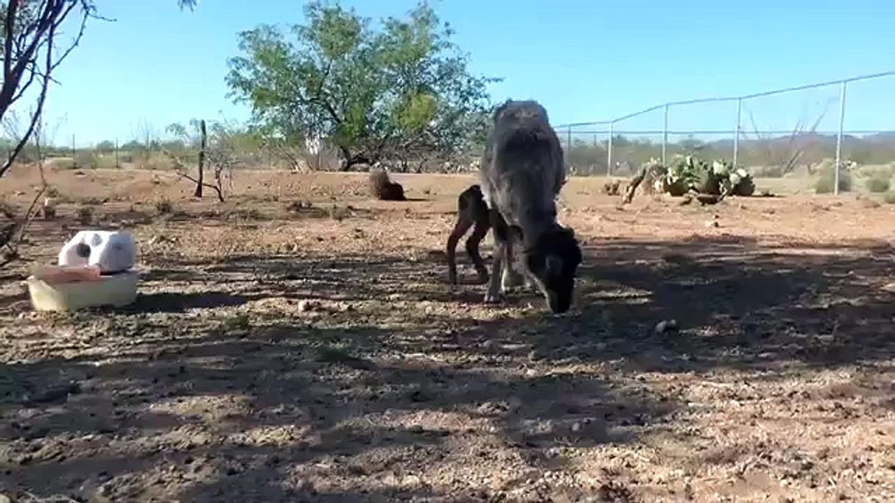 Saut Virtuoso. Drôle d'agneau sauté
