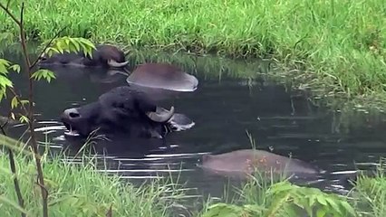 Eau, dormir, manger. Le sommeil de buffle drôle et mâcher dans l'eau