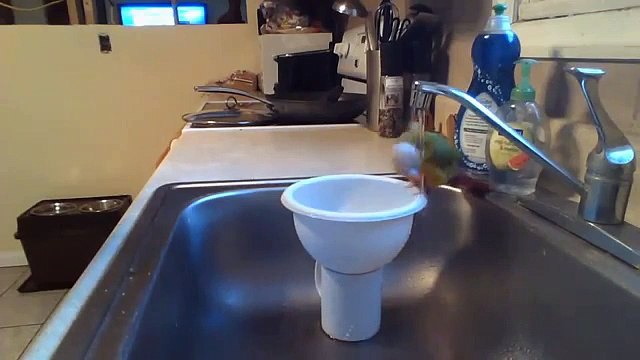 Plaisirs de l'eau. Perroquets drôles aiment nager