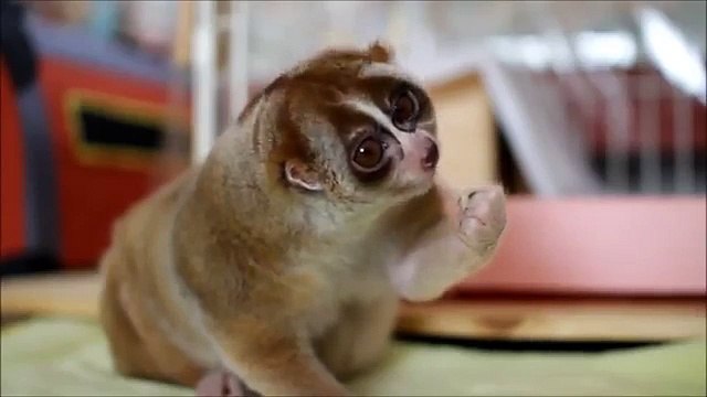 Dessert pour les lémuriens. Drôle lémurien régale banane