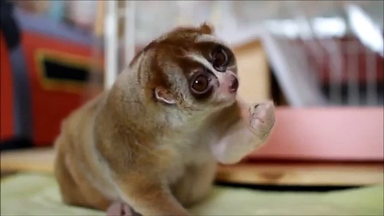 Dessert pour les lémuriens. Drôle lémurien régale banane
