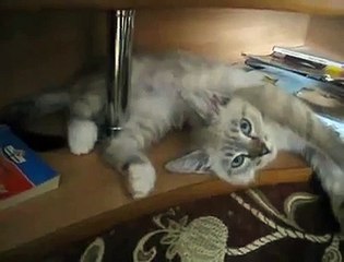 Котэ деактивировался