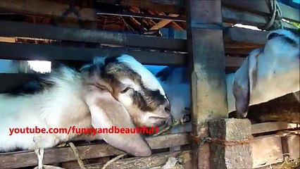 Mari Grouchy. Vrednichaet drôle de chèvre