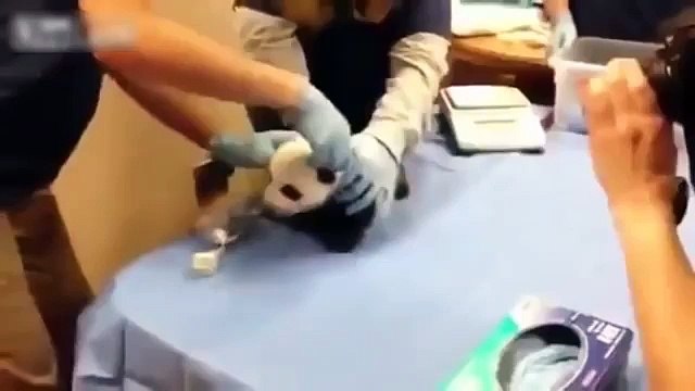 Vous avez entendu des cris comme un petit panda. Cool Panda et drôle