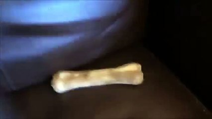 Stupide Loup. Essayez de ne pas rire