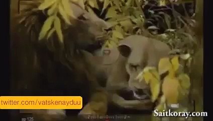 Fener Ağlama Aslan Versiyonu