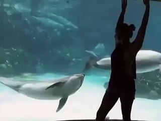 Entretenimiento Mutual. Gimnasta de chica divertida y delfines