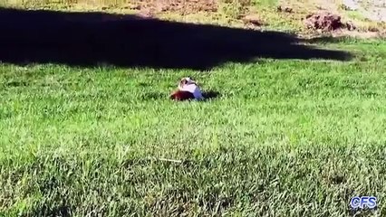 Abajo de la colina. Perritos divertidos están rodando por la colina