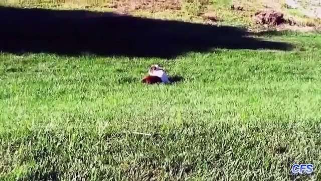 Abajo de la colina. Perritos divertidos están rodando por la colina