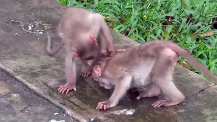 Todo hasta la última gota. Mono divertido beber beber