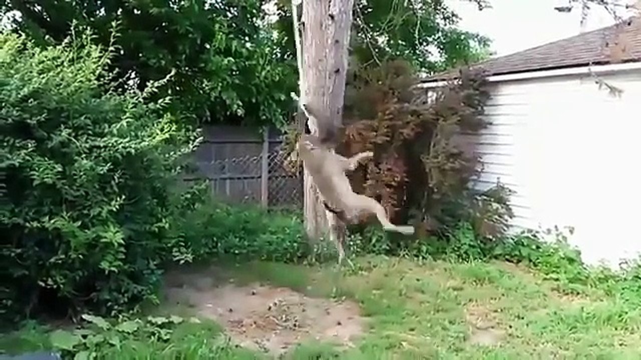 Espectáculo de gimnasia. Perro divertido gimnastas pit bull