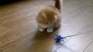 Funny littlecat (Funny Kitty)