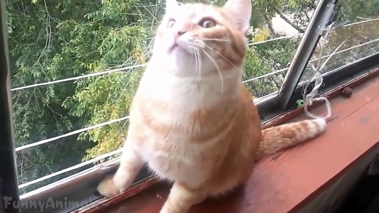 Broken Cats - Funny Cats Compilation