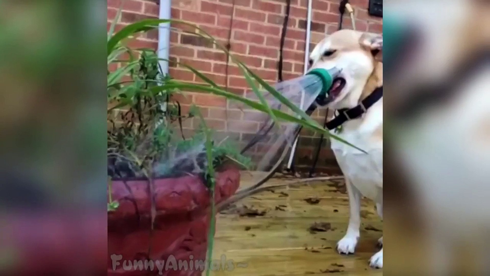 ⁣Pets and Animals Vines Compilation - Funny Animals Vines 2015