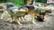 Wild Wolves Mating SEX WEIRD! Mating (Intercourse) Must See Making Love Hard and Fast