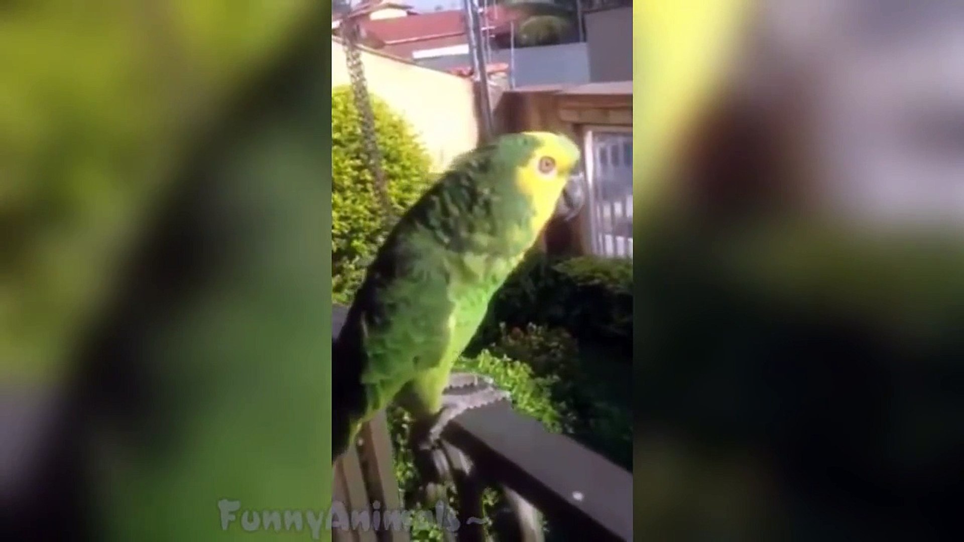 ⁣Funny Animals Vines - Best Animals Videos