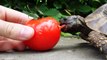 Tortoise chows down on delicious tomato