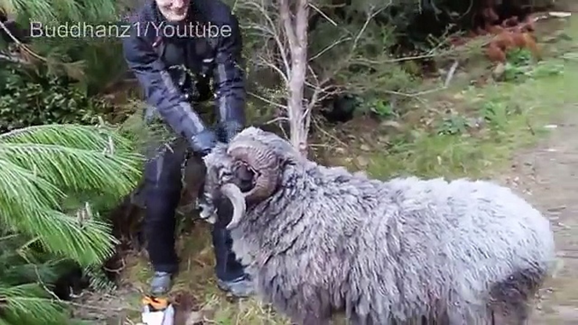 Wild sheep are attacked. Funny and dangerous sheep