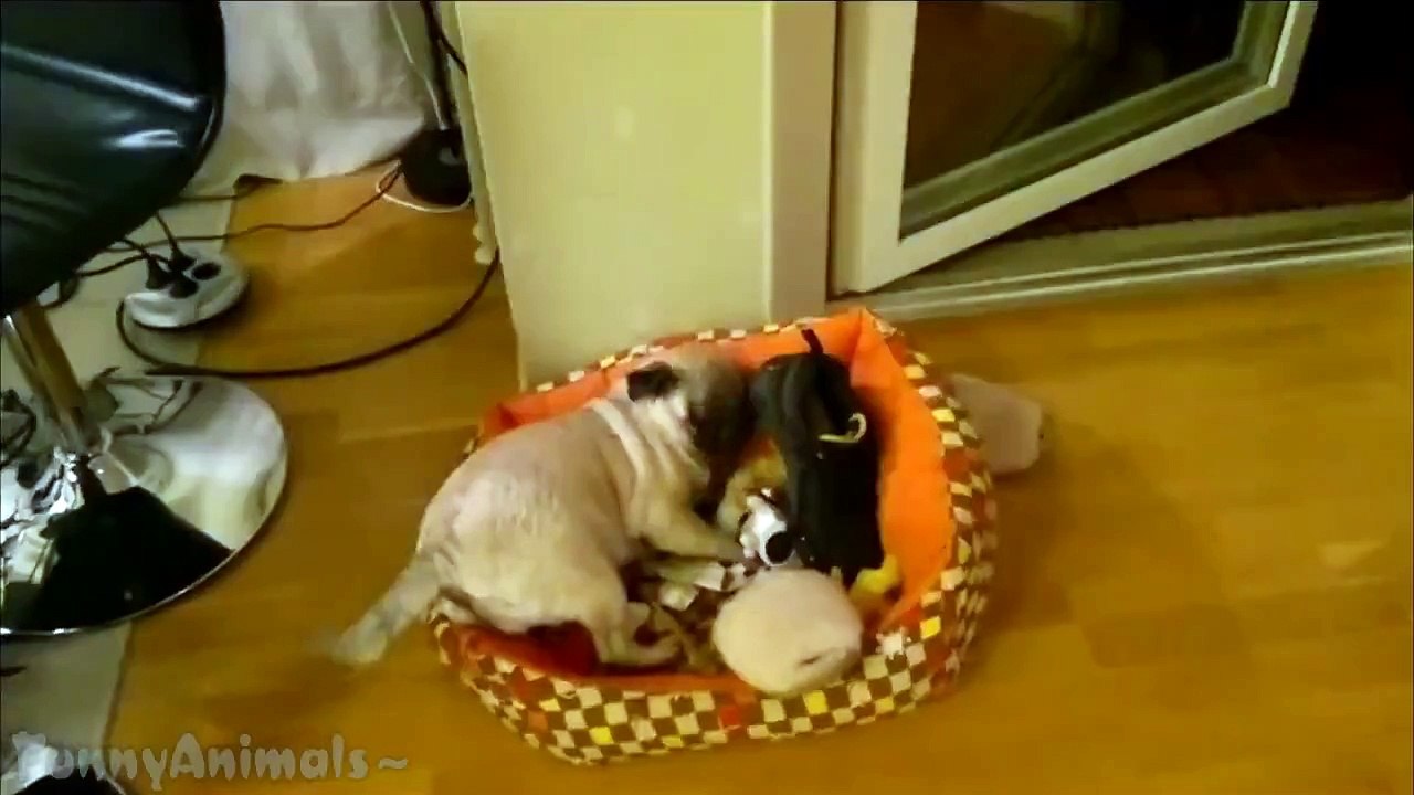 Funny Dogs After Bath Compilation