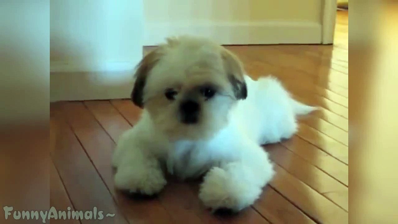 Funny Puppies Compilation