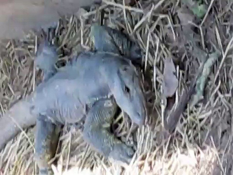 Most Danger animal of zoological garden india