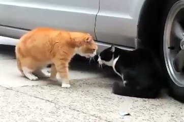 Talking Cat Turf War