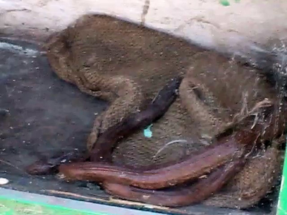 Most danger scene of zoological garden animal