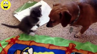 Funny cats and dogs playing together - Funny videos compilation 2015
