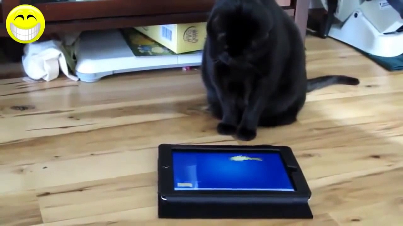 Funny cats compilation - Best Funny Videos 2015