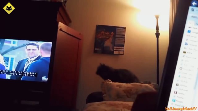 FUNNY VIDEOS Funny Cats - Funny Cat Videos - Funny Animals - Fail Compilation - Cats Fails