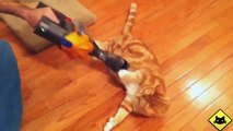 FUNNY VIDEOS  Funny Cats - Funny Cat Videos - Funny Animals - Fail Compilation - Cats Love Vacuums