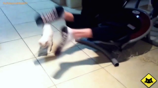 FUNNY VIDEOS Funny Cats - Funny Cat Videos - Funny Animals - Funny Fails - Cats Chasing Shadows