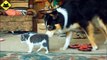 FUNNY VIDEOS  Funny Cats - Funny Dogs - Dogs Love Kittens - Funny Animals - Funny Cat Videos