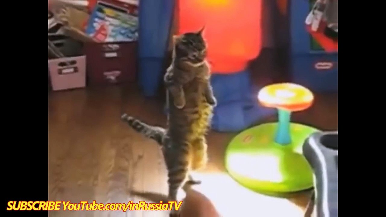 FUNNY VIDEOS  Funny Cats - Smart Funny Cats & Kittens - Funny Videos Compilation - Funny Kitty