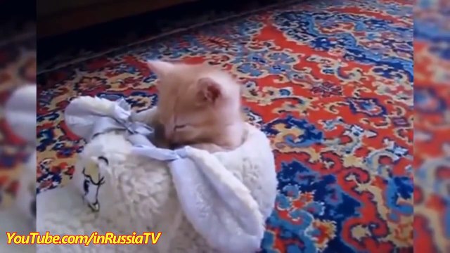 FUNNY VIDEOS Funny Kittens Falling Asleep - Funny Cats - Kitten Funny Videos Compilation